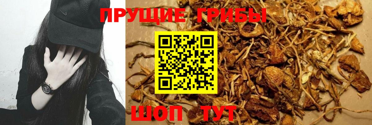 Псилоцибиновые грибы Cubensis Лянтор